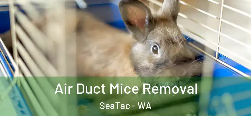 Air Duct Mice Removal SeaTac - WA
