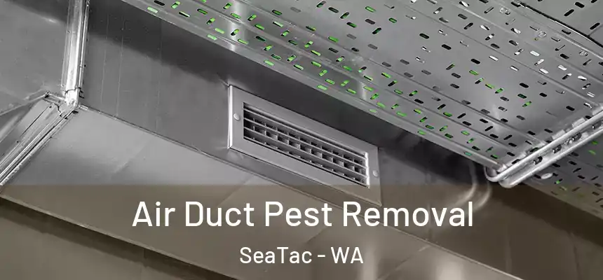 Air Duct Pest Removal SeaTac - WA